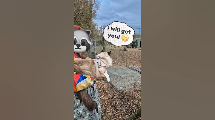 Watch the video about Dante's adventure pt1 #cat#ragdoll#catfamily#cute#funny#farm