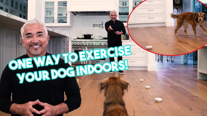 4 Quick Ways To Exercise Your Dog Without Walking 