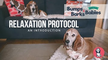 An Introduction to the Relaxation Protocol | Bumps, Barks & Babies