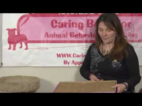 Videó: Hogyan lehet megállítani a macskákat a szőnyegen való robogásban: 12 lépés