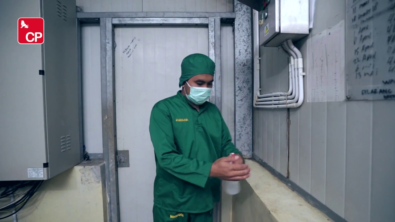 Fiesta Fresh Egg - Dihasilkan dari ayam bermutu tinggi