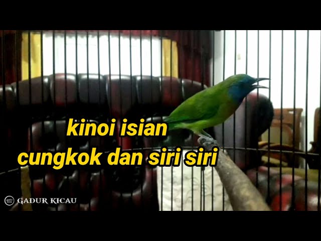 kinoi gacor isian siri siri dan cungkok class=