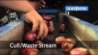 Famous Potato Sorting, Red 3 Way, ODENBERG Profile