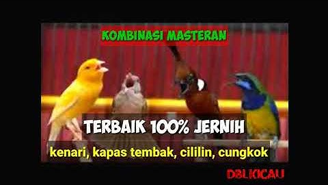 MASTERAN KOMBINASI KENARI - KAPAS TEMBAK - CILILIN DAN CUCAK CUNGKOK