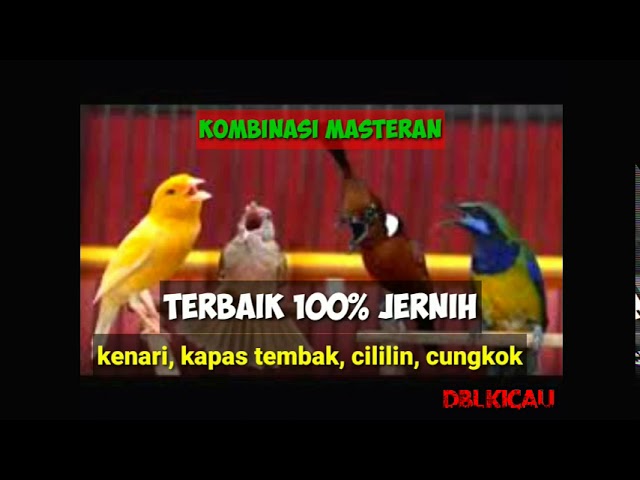 MASTERAN KOMBINASI KENARI - KAPAS TEMBAK - CILILIN DAN CUCAK CUNGKOK class=