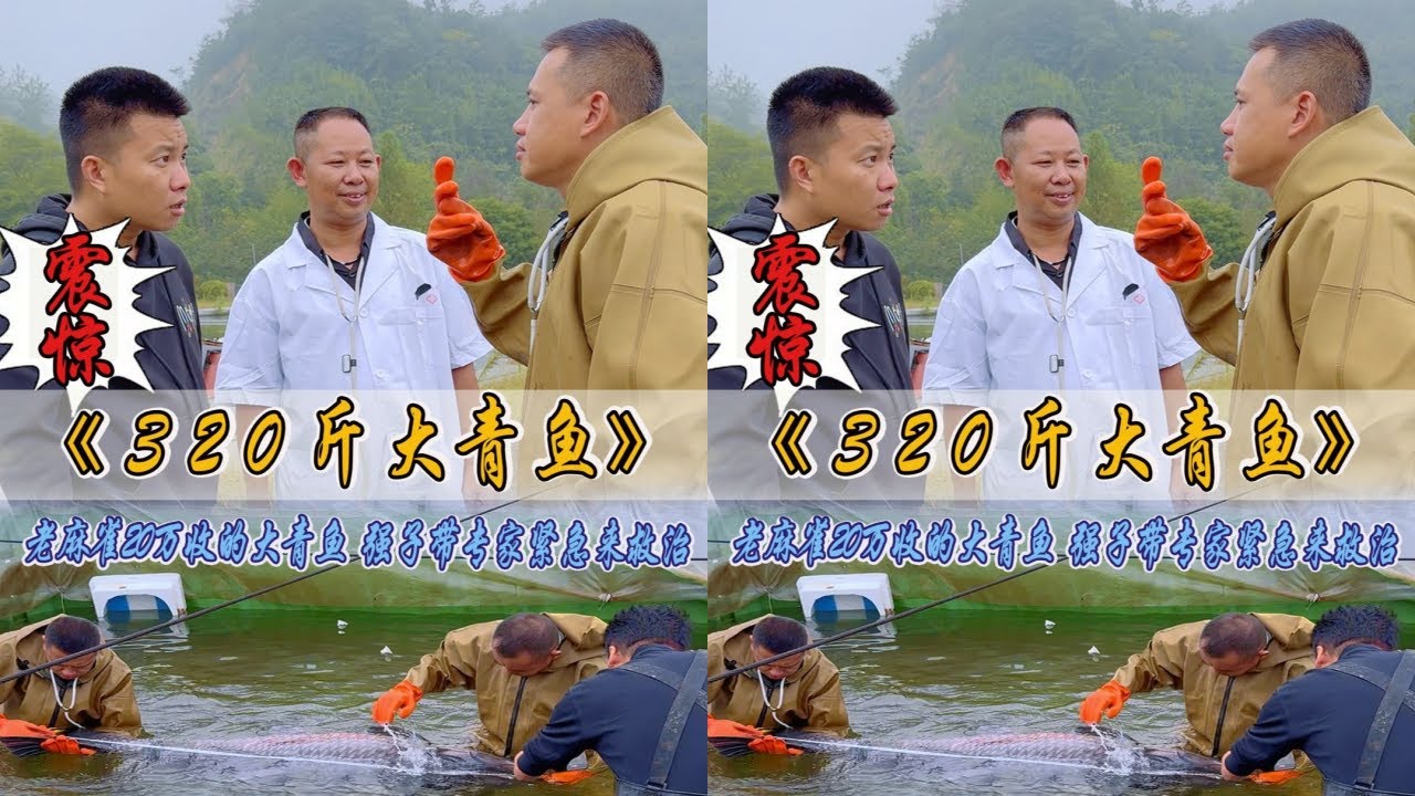 老麻雀320斤的大青鱼翻白，看看强子究竟能否救活？