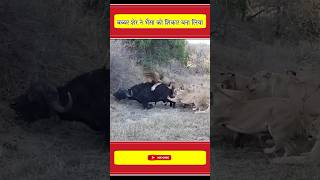 तकतवर बबबर शर न भस पर हमल कर दय