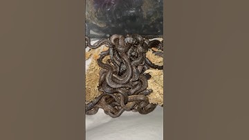 Freshly hatched Coastal Carpet Python babys #snake #python #snakevideo #australia #wildlife #qld