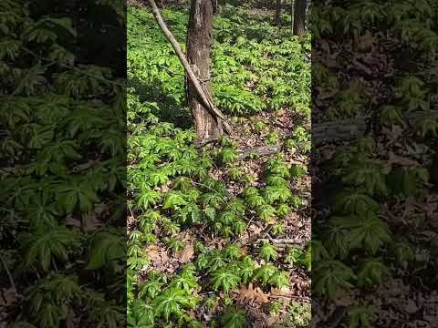 Video: ¿Cuándo plantar mayapple?