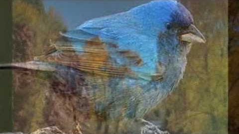 Minuet from String Quintet - Luigi Boccherini