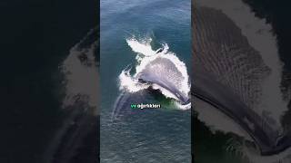 Balinalar Neden Su Püskürür?