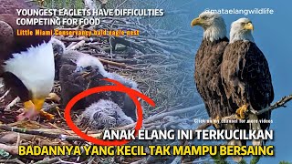 THE EAGLE'S CHICK EXTREMELY PATIENT, HIS SMALL BODY IS UNABLE TO COMPETE