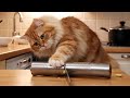 Ginger Cat Cut Iron