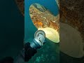 Deep Sea Industrial Grinding: Propeller Rust Removal & Raw Metal Texture 🚢
