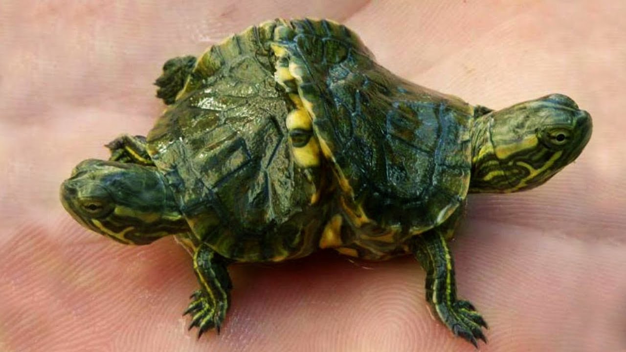 10 Most Weirdest Animals