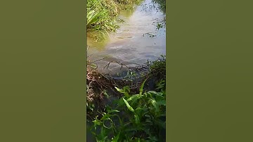 Remove Grass Clogged Culvert Drain #unclog #drain #remove #shorts