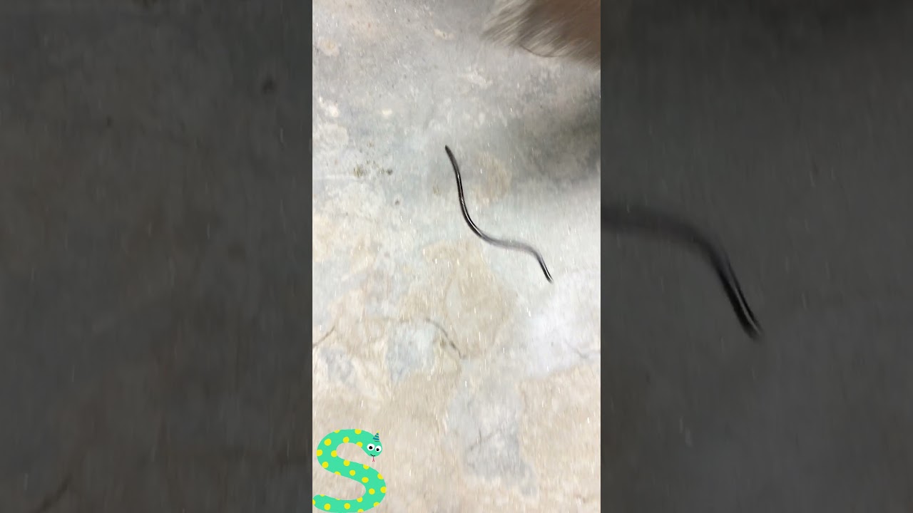 Brahminy Blind Snake | Episode - 02