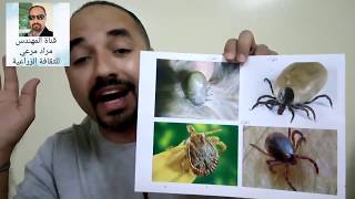حشرة القراد Insect tick حشرة خطيرة على الاطفال وحيوانات حلقة 220