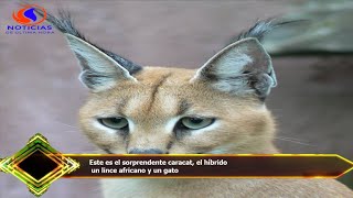 Este Es El Sorprendente Caracat, El Híbrido Un Lince Africano Y Un Gato