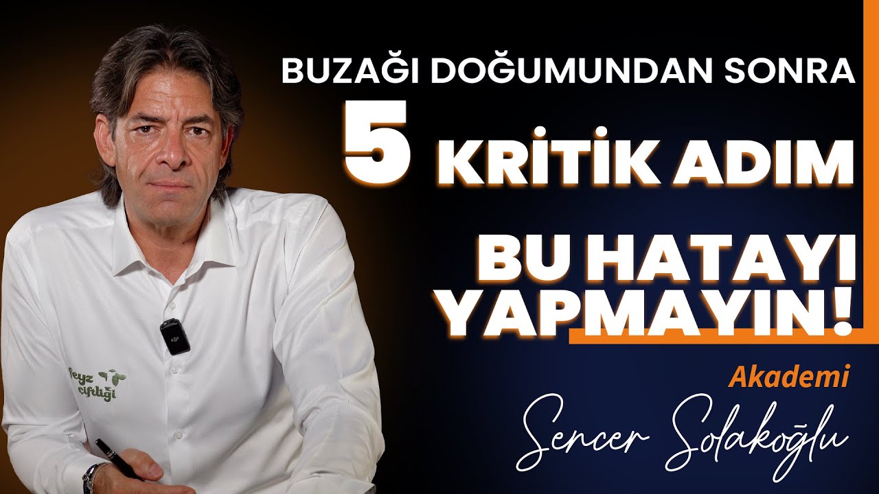 Doğumdan Sonra Buzağınıza Yapmanız Gereken 5 Kritik Adım (İlk 24 Saat)