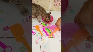 Cat barsic🌟 ring 🎉 spons Chilli 💫 3 catt#satisfying #SatisfyingProcess #satisfyingvideo