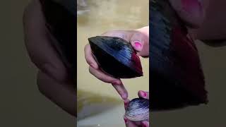 Begini Caranya Cari Kerang Di Sungai Air Payau