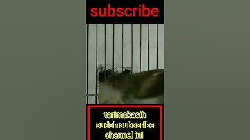 prenjak lumut jantan gacor