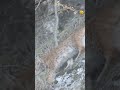 Amazing lynx hunting  incroyable lynx en chasse nature wildlife suisse lynx