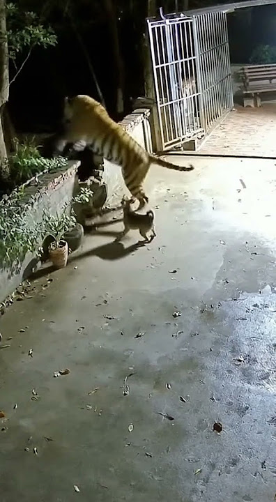是狗狗太勇敢還是虎落平陽被犬欺？#dog #pets #tiger #funny #anime