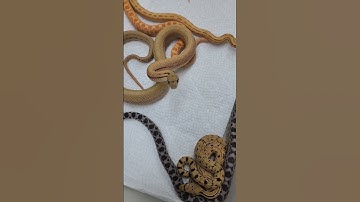 GOPHER SNAKE standing tall.