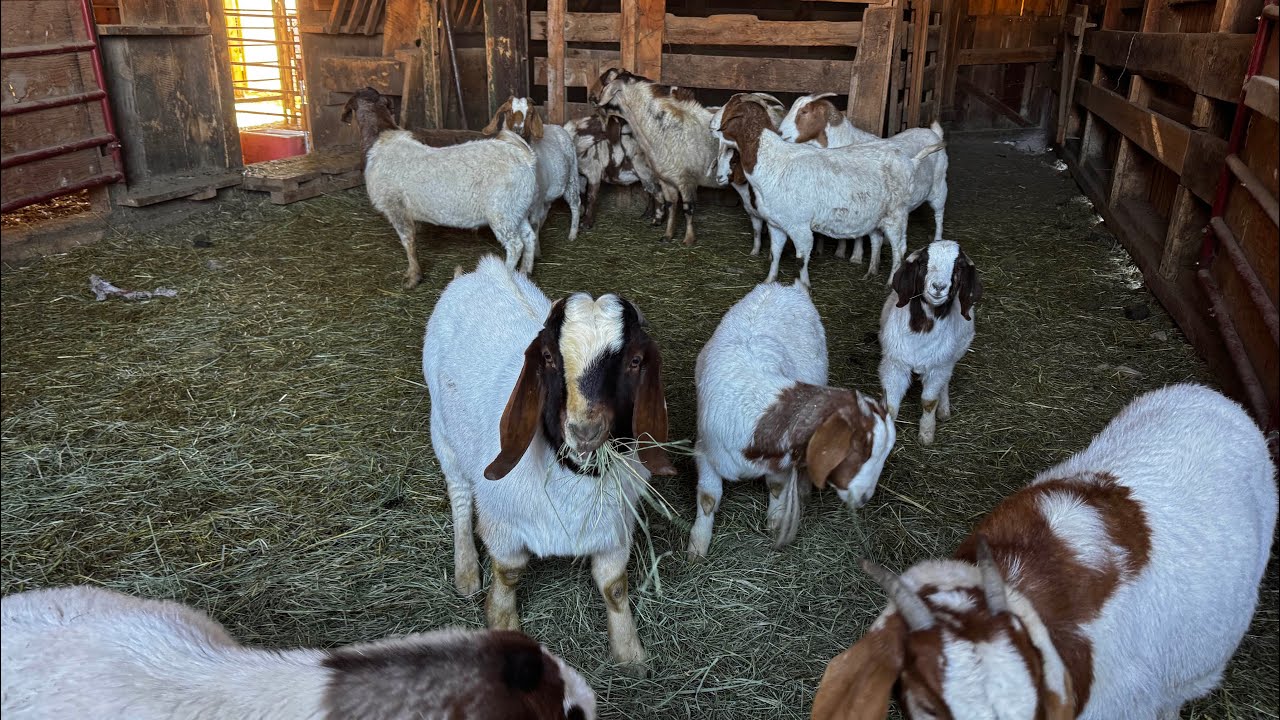 Un Nuevo Lugar Para Los Chivos / Y Nuevo Lugar Para Los Toritos 