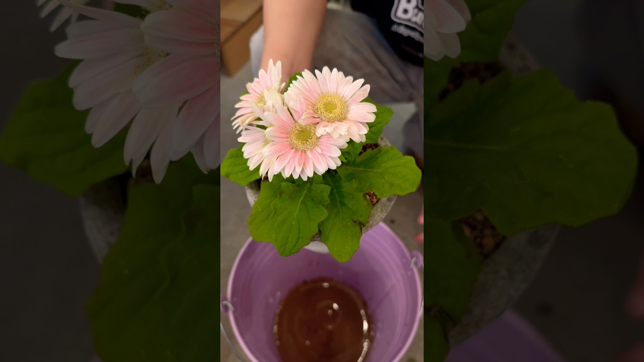 買ってきたガーベラを鉢に植え替え #ガーベラ