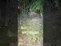 【竹藪からイノシシ】夜明け前の捕獲成功なるか… #罠 #狩猟 #狩りボーイ#イノシシ #くくり罠