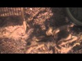 Tarantula Flipping Over To Molt! (G. rosea)