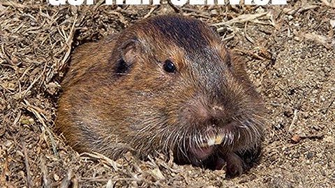 Gopher Control Service