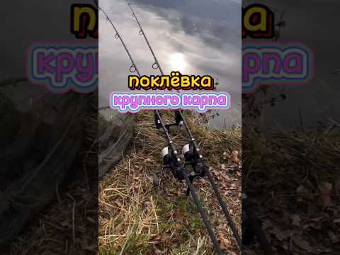 рыбалка поклёвка карп