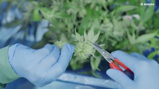 DE: Unsere Medizinal-Cannabis-Produktion (deutsch)