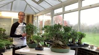 Improving your Ficus Bonsai