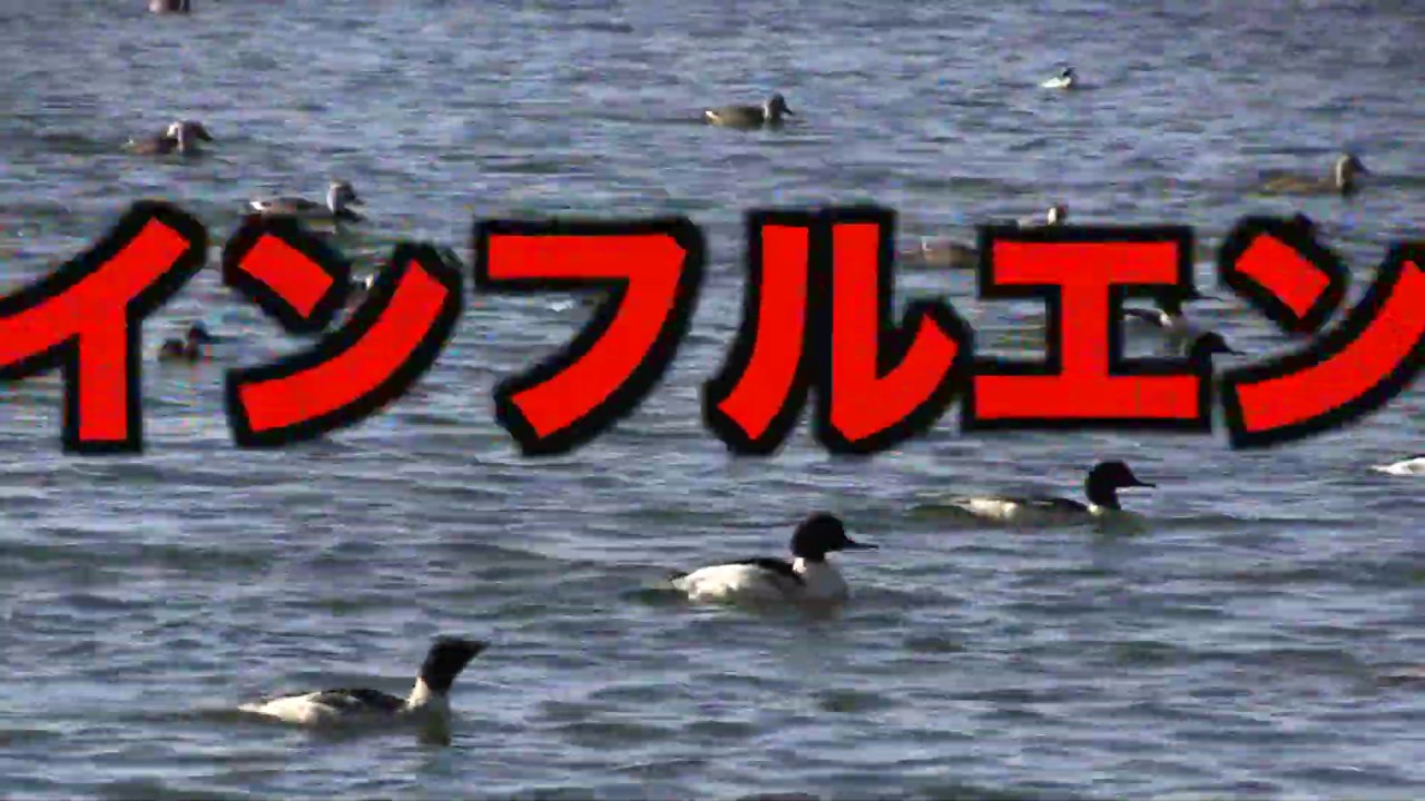 盛岡高松の池にて白鳥やカモへの餌やりについて思うこと 東北コトネイロ