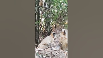 MONKEYS Gone Wild in THIS Short Video?