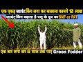 Giant King Grass For Dairy Farm | जायंट किंग लगा डाला, तो लाइफ झिंगालाला | भारत में NO. 1 हरा चारा