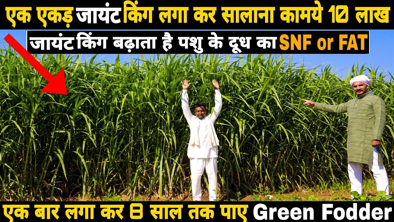 Giant King Grass For Dairy Farm जायंट किंग लगा डाला, तो लाइफ झिंगालाला भारत में NO. 1 हरा
