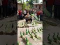 My rural life, have you seen it, come and watch, bamboo weaving crafts, boo absurd video