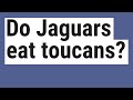 Do jaguars eat toucans