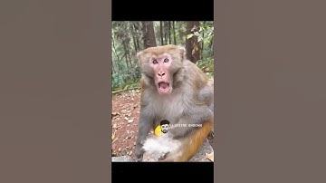 Ranu Mumbai ki Ranu #funny #monkey #popular