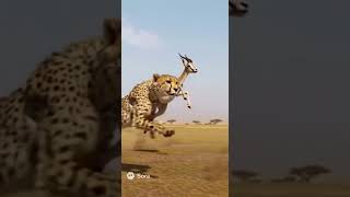 Cheetah vs Gazelle Speed Duel! #cheetah #gazelle #safari #wildlife #hunt”