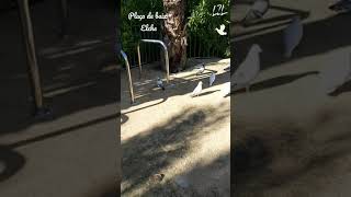 Palomas #Plaça_de_Baix|Paseo Por #elche #elx #naturaleza #SHORTS #youtube_shorts #parati #foryou