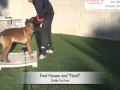 Police dog training - releasing from bite