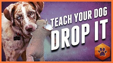 Teach a Dog to Drop It - Get polite mouth control with Tug