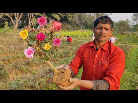 वीडियो: गिरने के लिए क्लेमाटिस के पौधे - देर से खिलने वाले क्लेमाटिस पौधों को उगाने के टिप्स